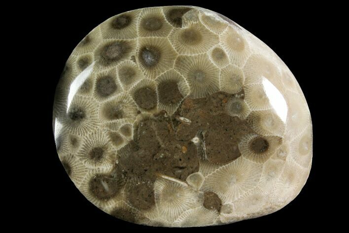 Polished Petoskey Stone (Fossil Coral) - Michigan #156107